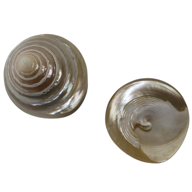 PLTTC - Cream Trochus Full Polished 50-70mm PETITE TROCHUS SHELL - POLISHED - OCEAN SHELL STUDIOS
