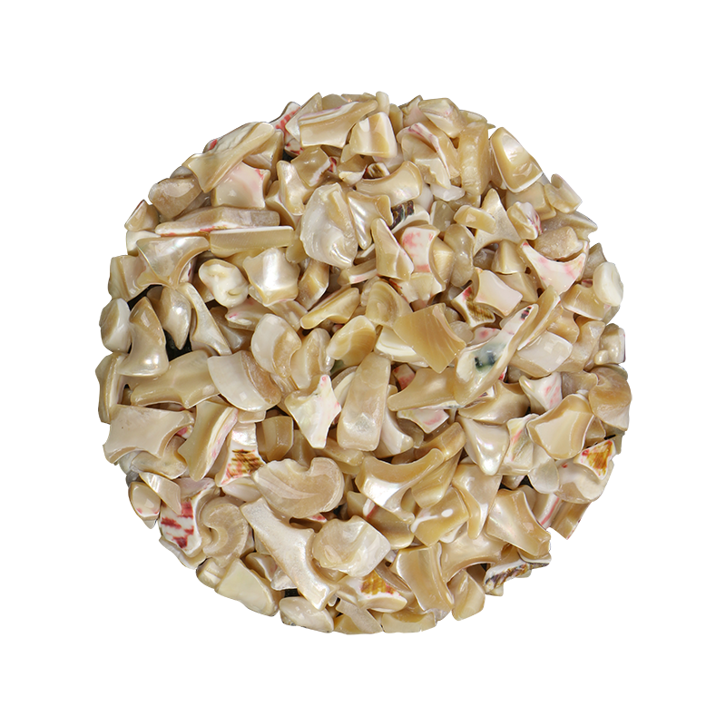 TCHT12 - SHELL TERRAZZO CHIP - TROCHUS 10-15MM - OCEAN SHELL STUDIOS