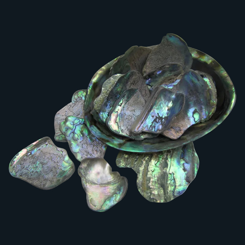 TPSL_2 - PAUA SATIN LARGE - OCEAN SHELL STUDIOS