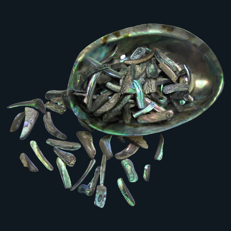 TPSRS_2 - PAUA RIMS SMALL - OCEAN SHELL STUDIOS