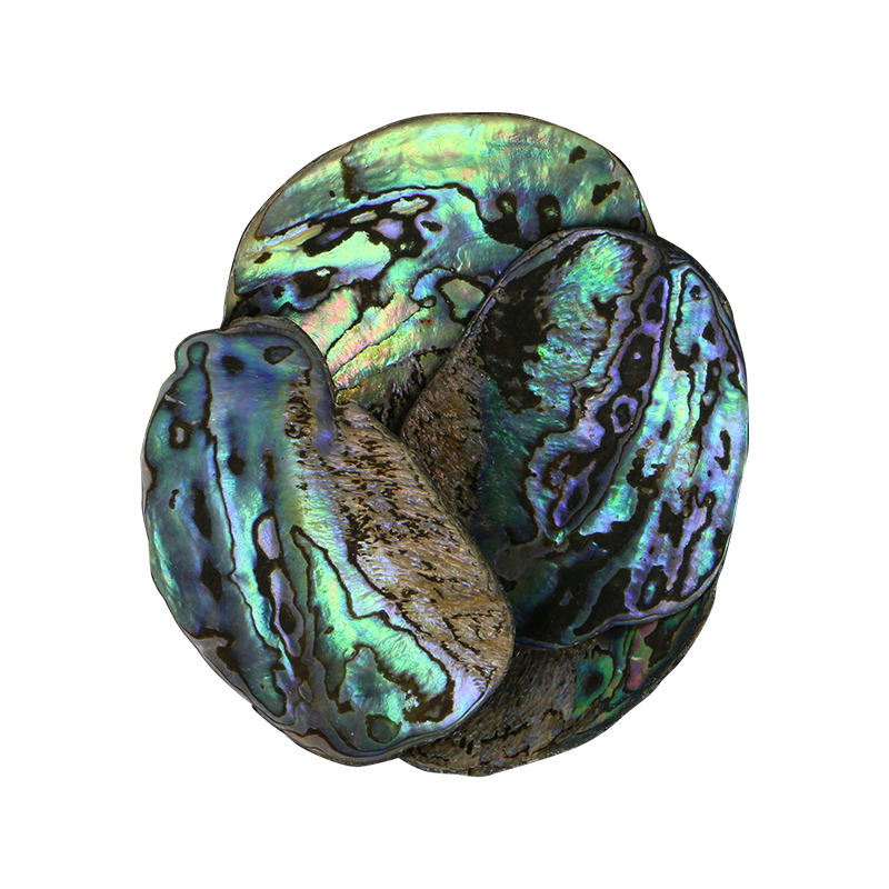 TPSXL - PAUA SATIN X-LARGE - OCEAN SHELL STUDIOS