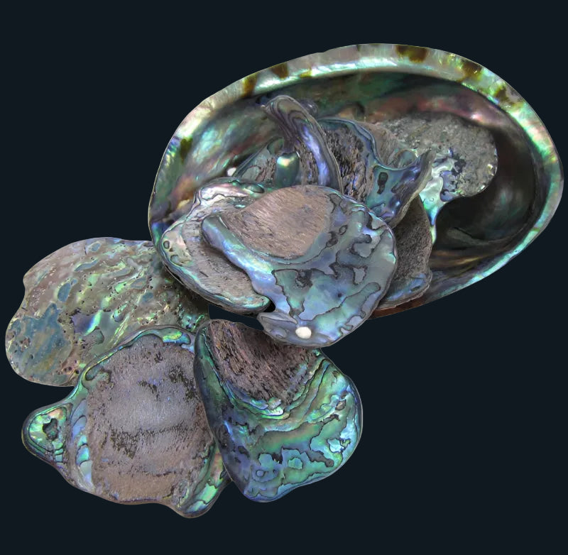 TPSXL_2 - PAUA SATIN X-LARGE - OCEAN SHELL STUDIOS